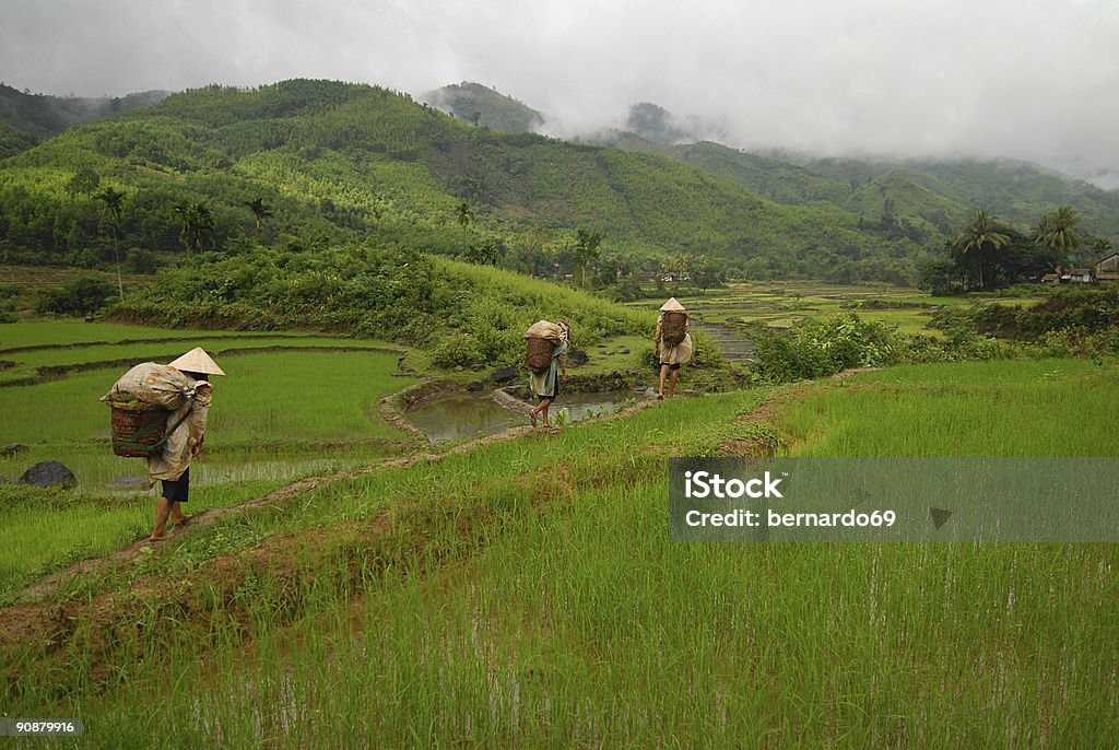 Rice paddy e trabalho no Vietnã - Foto de stock de Arroz - Cereal royalty-free