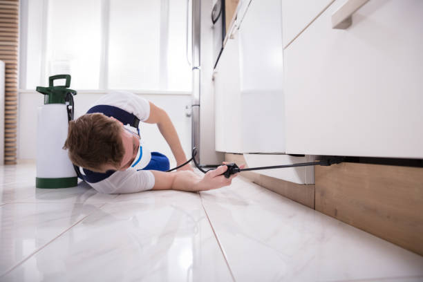 istock Exterminator Worker Spraying Insecticide Chemical 908801660