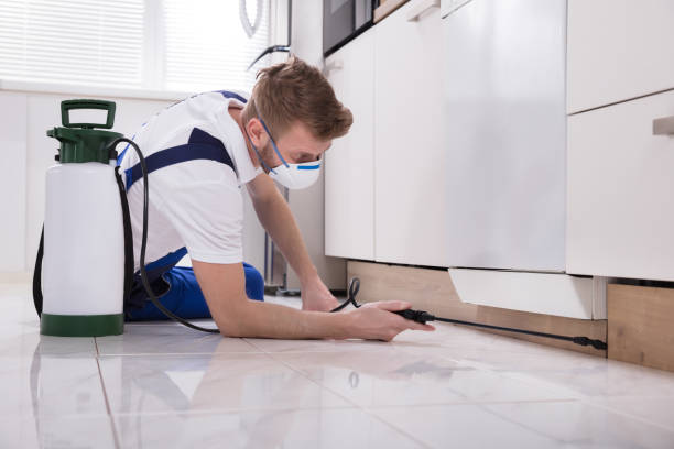 istock Exterminator Worker Spraying Insecticide Chemical 908801678
