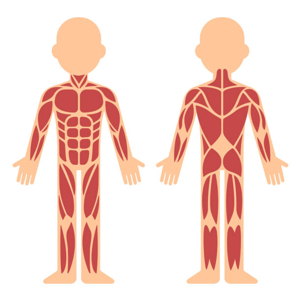 ilustraciones, imágenes clip art, dibujos animados e iconos de stock de carta de la anatomía muscular - muscular build human muscle men anatomy