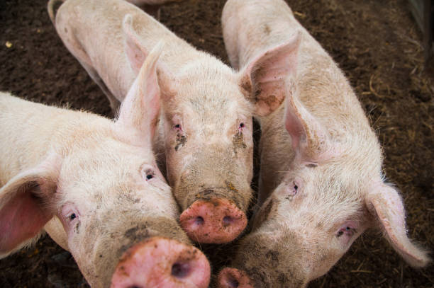istock Domestic pigs on a farm 908807542