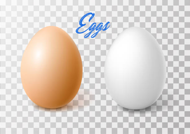 ilustrações, clipart, desenhos animados e ícones de vector realista galinha marrom do ovo, primavera páscoa - eggs