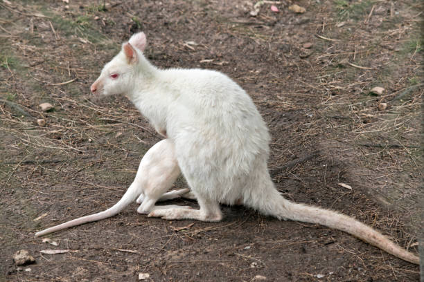 istock albino joey wallaby 908814216