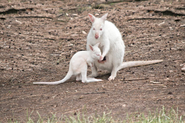 istock albino joey wallaby and mum 908816354