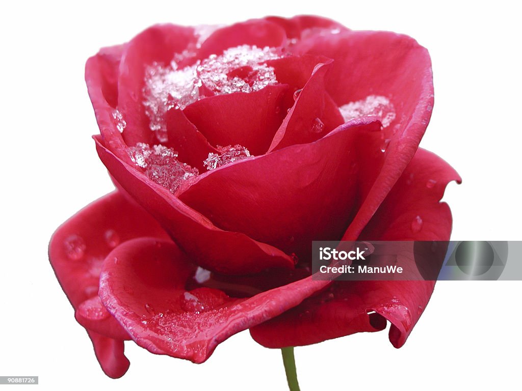 Flor de rosa vermelha no Gelo - Royalty-free Alemanha Foto de stock