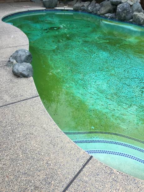 Dirty swimming pool water