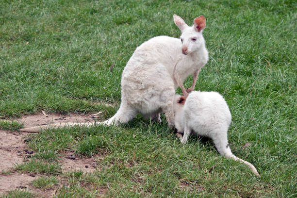 kangourou albinos allaitant son joey - joey kangaroo young animal feeding photos et images de collection