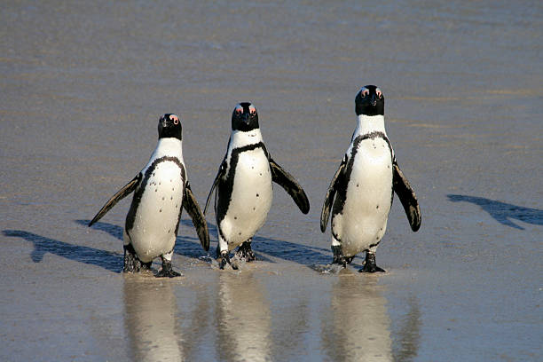 африканский пингвинов на валуны пляж в кейптауне, южная афр�ика - cape town jackass penguin africa animal стоковые фото и изображения