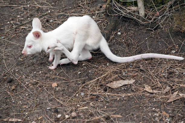 wallaby de joey albinos - joey kangaroo young animal feeding photos et images de collection