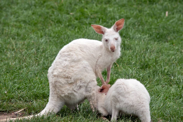 kangourou albinos allaitant son joey - joey kangaroo young animal feeding photos et images de collection