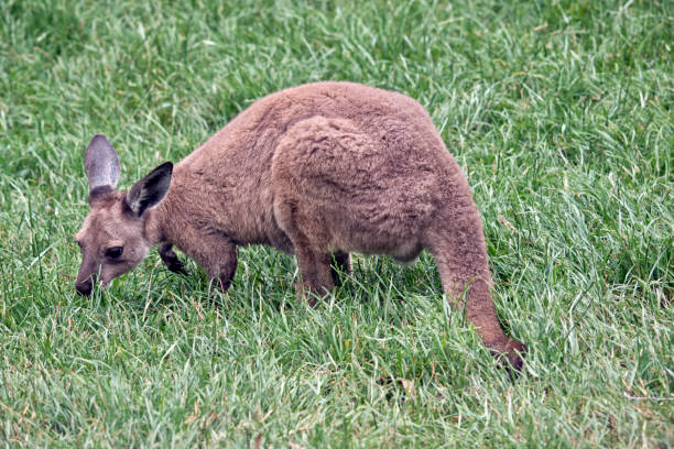 istock kangaroo-Island kangaroo joey 908822314