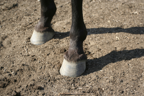 Horse standing on floor in stable, closeup. Lovely domesticated pet