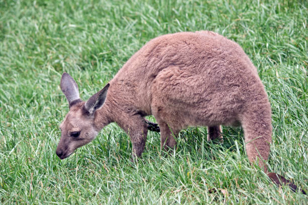 istock kangaroo-Island kangaroo joey 908824458