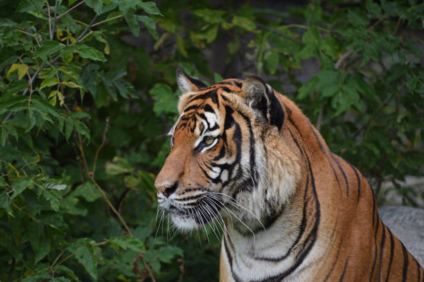 stäng upp sida porträtt av indokinesiska tiger - sumatratiger bildbanksfoton och bilder