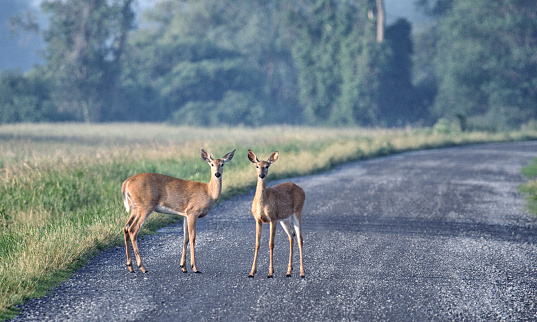 Two young, female, white-tailed deer stand motionless - waiting anxiously on the early morning gravel covered dirt road at the Montezuma National Wildlife Refuge in western New York State, USA. They are both watching cautiously after spotting a surprise human visitor. Their uplifted ears are on full alert as they listen closely for potential danger.
