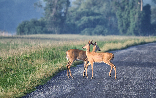 Two young, female, white-tailed deer are preparing to leave the early morning gravel covered dirt road at the Montezuma National Wildlife Refuge in western New York State, USA. They have been waiting and watching cautiously after spotting a surprise human visitor. Their uplifted ears are still on full alert as they continue to listen closely for potential danger as they walk away.