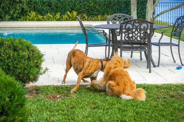istock two dogs playing in the grass at sunset 908831110