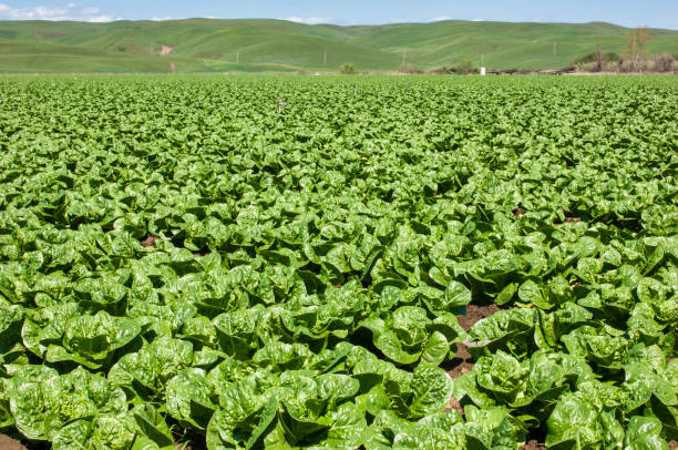 istock Field of Spinach Plants Growing on Rural Farm 908831168
