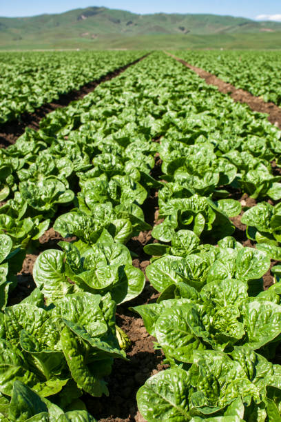 istock Field of Spinach Growing on Rural Farm 908833484