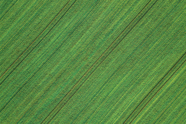 Young Wheat seedlings growing in a field Aerial view.