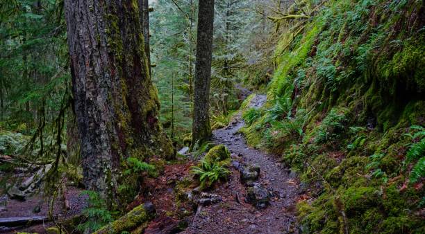 istock Salmon-Huckleberry Wilderness Trail 908840434