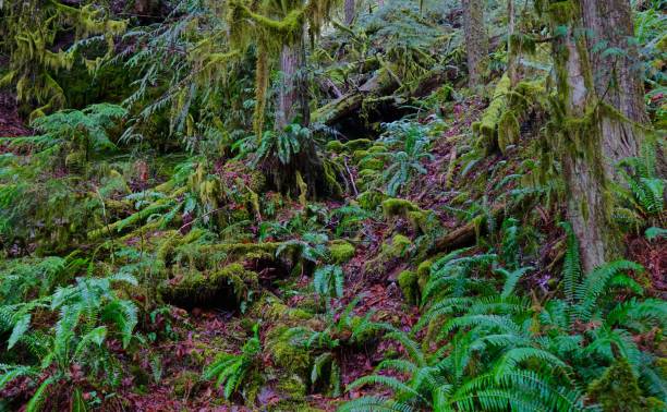 istock Salmon-Huckleberry Wilderness Green 908840486