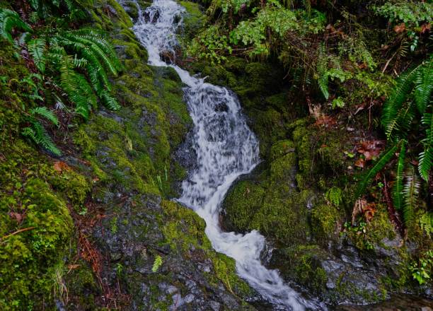 lachs-huckleberry wildnis wasser - mt hood national park stock-fotos und bilder