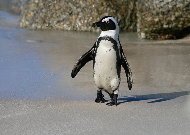 de pinguins africanos em boulders beach, na cidade do cabo, áfrica do sul - cape town jackass penguin africa animal - fotografias e filmes do acervo