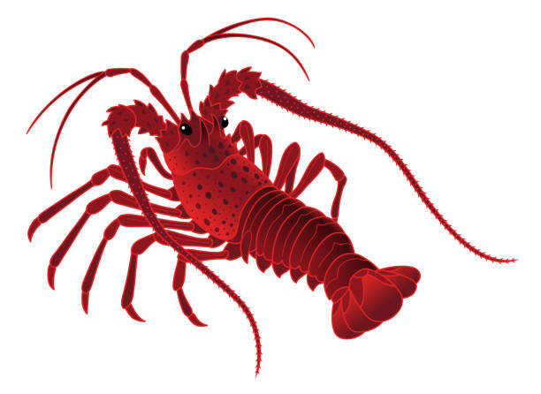 Seafood Lobster Meal With Natural Ingredients Vector Art At Vecteezy