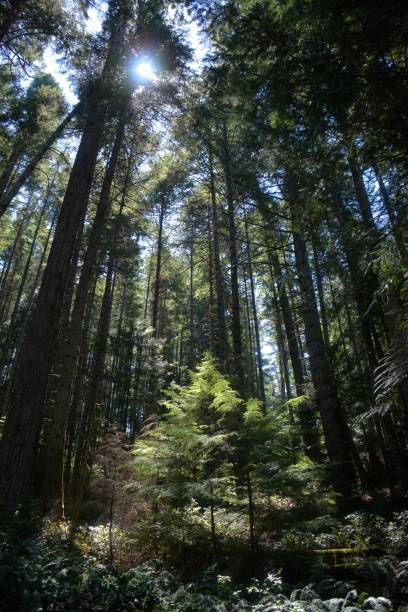 Canada Day stock photo