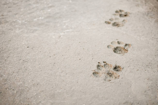 istock Dog footprints on cement concrete floor background 908850570
