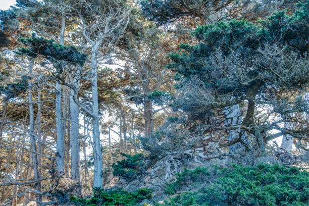 istock Diverse Beauty Graces the California Coast 908857048