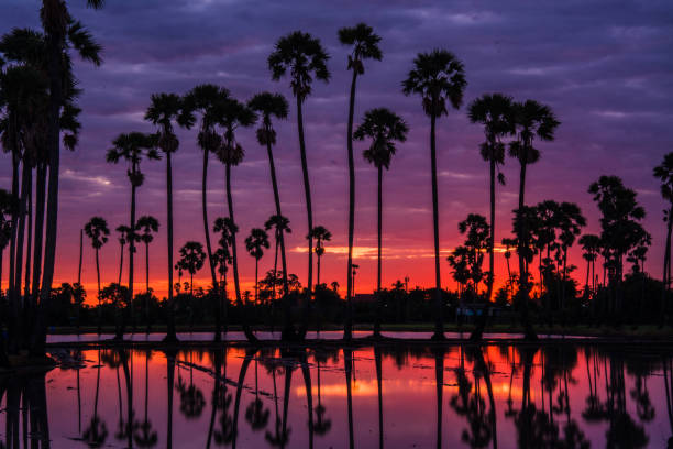 istock landscape of sugar palm tree in Twilight time ,Thailand 908859930