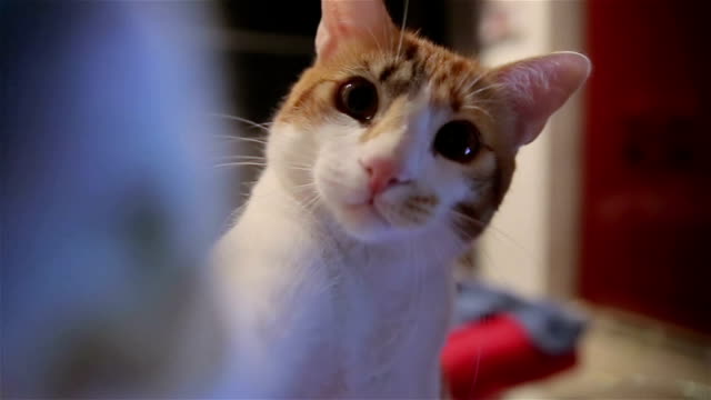Beautiful funny cat touching the lens of camera,too cute