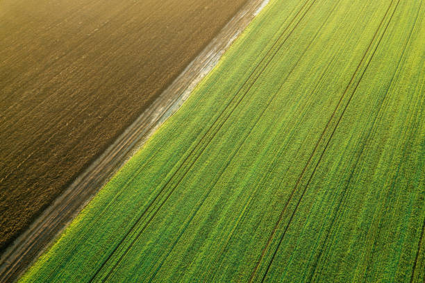 istock Young Wheat seedlings growing in a field Aerial view. 908862826