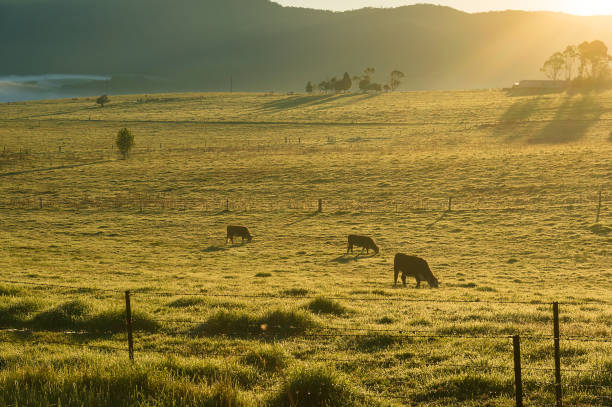 istock Countryside landscapes with grasing cows 908871038
