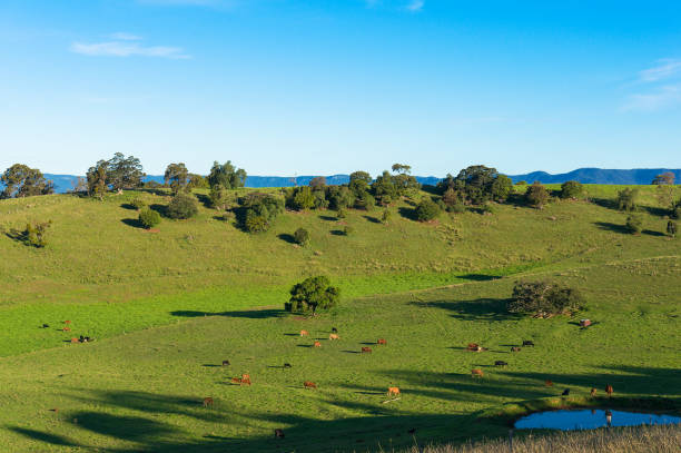 istock Aerial view of grazing cows on green paddock, pasture 908871054