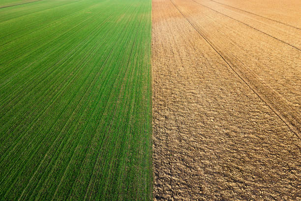 istock Young Wheat seedlings growing in a field Aerial view. 908871284