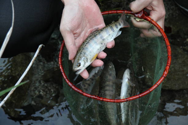 ямаме. yamame является река оставшийся тип лосося вишни - catch of fish water river salmon стоковые фото и изображения