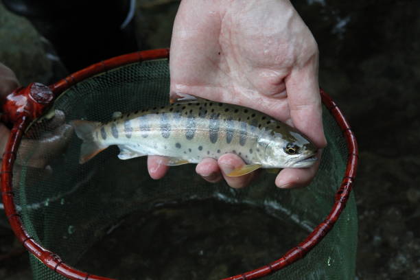 ямаме. yamame является река оставшийся тип лосося вишни - catch of fish water river salmon стоковые фото и изображения