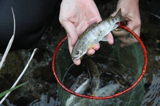 ямаме. yamame является река оставшийся тип лосося вишни - catch of fish water river salmon стоковые фото и изображения