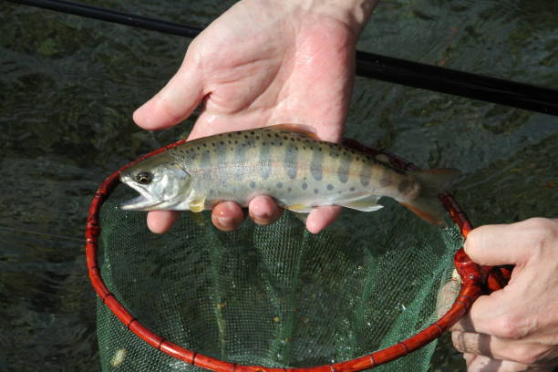 istock YAMAME.YAMAME is river remaining type of the cherry salmon 908871704
