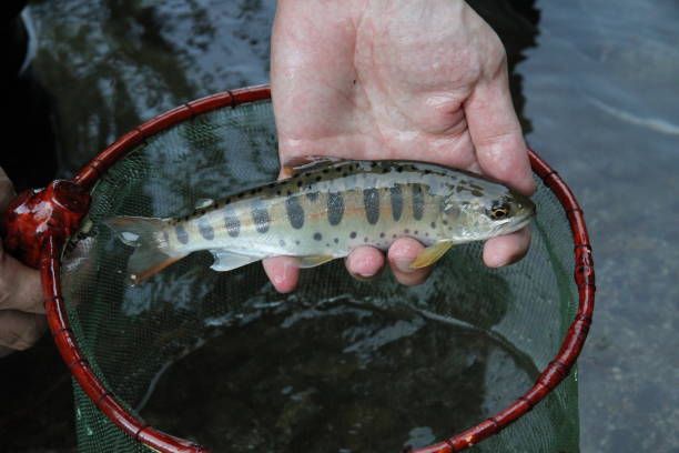 ямаме. yamame является река оставшийся тип лосося вишни - catch of fish water river salmon стоковые фото и изображения