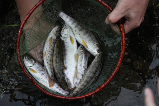istock YAMAME.YAMAME is river remaining type of the cherry salmon 908871714