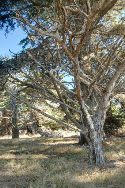 istock Diverse Beauty Graces the California Coast 908878350