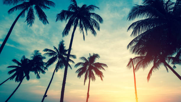 istock Palm trees silhouettes the view from the bottom up during amazing tropical sunset. 908878490