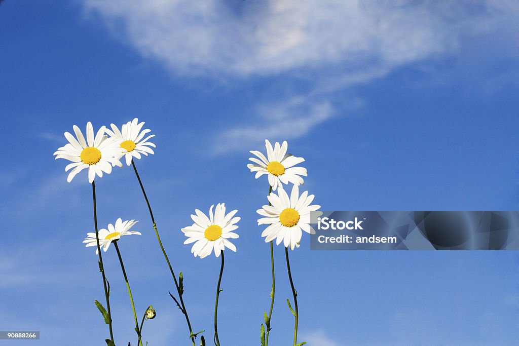 Schöne chamomiles Weiß - Lizenzfrei Baumblüte Stock-Foto