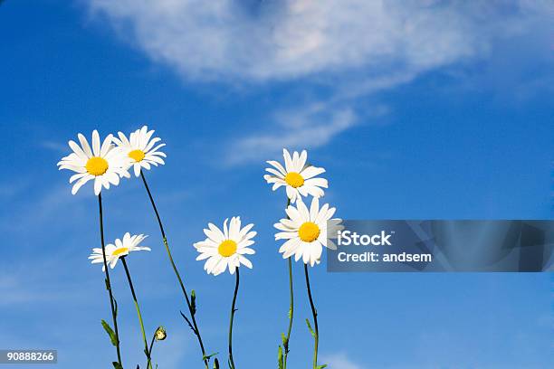 Schöne Chamomiles Weiß Stockfoto und mehr Bilder von Baumblüte - Baumblüte, Bildhintergrund, Blatt - Pflanzenbestandteile