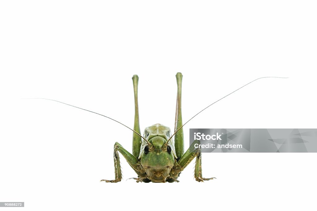 Cavalletta isolata su bianco - Foto stock royalty-free di Ala di animale