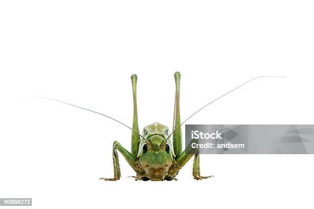 Cavalletta Isolata Su Bianco - Fotografie stock e altre immagini di Ala di animale - Ala di animale, Animale, Antenna - Parte del corpo animale